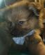 Pomeranian Puppies for sale in Fairview Heights, IL, USA. price: $650