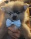 Pomeranian Puppies for sale in Fairview Heights, IL, USA. price: $650