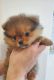 Pomeranian Puppies for sale in Oakley, CA 94561, USA. price: NA