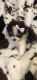 Pomeranian Puppies for sale in Gainesville, TX 76240, USA. price: $2,500