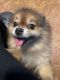 Pomeranian Puppies for sale in Nanuet, NY, USA. price: NA