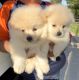 Pomeranian Puppies for sale in Houston, TX 77015, USA. price: NA