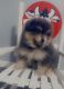 Pomeranian Puppies for sale in Kinston, NC 28501, USA. price: NA