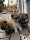 Pomeranian Puppies for sale in Greeley, CO, USA. price: NA