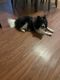 Pomeranian Puppies for sale in Houston, TX, USA. price: $1,000