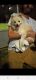 Pomeranian Puppies for sale in Kenly, NC 27542, USA. price: $300