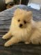Pomeranian Puppies for sale in Colorado Springs, CO, USA. price: $2,000