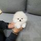 Pomeranian Puppies for sale in Nyack, NY 10960, USA. price: $700