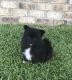 Pomeranian Puppies for sale in Stringer, MS 39481, USA. price: $850