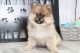 Pomeranian Puppies for sale in Dublin, OH, USA. price: NA