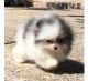 Pomeranian Puppies for sale in Texas Rd, Marlboro, NJ, USA. price: NA