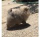 Pomeranian Puppies for sale in Texas Rd, Marlboro, NJ, USA. price: $600