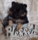 Pomeranian Puppies for sale in Edwards, MO 65326, USA. price: $650