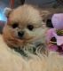 Pomeranian Puppies for sale in Temecula, CA, USA. price: $3,000