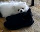 Pomeranian Puppies for sale in Jersey Shore, NJ, USA. price: NA