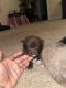 Pomeranian Puppies for sale in Meridian, MS, USA. price: NA