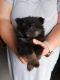 Pomeranian Puppies for sale in Ramsey, IL 62080, USA. price: $1,600