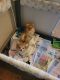 Pomeranian Puppies for sale in Rogersville, TN 37857, USA. price: NA
