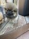 Pomeranian Puppies for sale in Columbus, OH, USA. price: $2,000