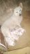 Pomeranian Puppies for sale in Ateli, Haryana 123021, India. price: 3000 INR