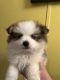 Pomeranian Puppies for sale in Nacogdoches, TX, USA. price: NA