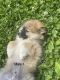Pomeranian Puppies for sale in Pearisburg, VA 24134, USA. price: NA
