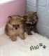 Pomeranian Puppies for sale in Houston, TX, USA. price: $1,000
