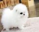 Pomeranian Puppies for sale in Dothan, AL, USA. price: NA