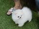 Pomeranian Puppies for sale in St. Petersburg, FL, USA. price: NA
