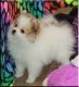 Pomeranian Puppies for sale in El Paso, TX, USA. price: NA