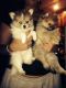 Pomeranian Puppies for sale in Broken Arrow, OK, USA. price: NA