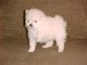 Pomeranian Puppies for sale in Milwaukee, WI, USA. price: NA
