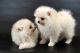 Pomeranian Puppies for sale in Lexington-Fayette, KY, KY, USA. price: NA