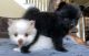 Pomeranian Puppies for sale in Keller, TX, USA. price: NA