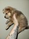 Pomeranian Puppies for sale in Dayton, OH 45414, USA. price: NA