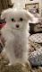Pomeranian Puppies for sale in Glendale, AZ 85303, USA. price: $900