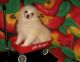 Pomeranian Puppies for sale in St. Petersburg, FL, USA. price: $500