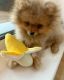 Pomeranian Puppies for sale in St. Petersburg, FL, USA. price: NA