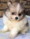 Pomeranian Puppies for sale in Broken Arrow, OK, USA. price: NA