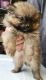 Pomeranian Puppies for sale in Victorville, CA, USA. price: NA