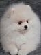 Pomeranian Puppies for sale in Riverside, MO 64150, USA. price: NA