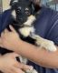 Pomeranian Puppies for sale in Bakersfield, CA, USA. price: NA