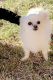 Pomeranian Puppies for sale in West Palm Beach, FL, USA. price: $550