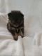 Pomeranian Puppies for sale in Mt Gilead, OH 43338, USA. price: $1,000