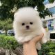 Pomeranian Puppies for sale in Dallas, TX, USA. price: $550