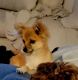 Pomeranian Puppies for sale in Overland Park, KS, USA. price: NA