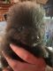 Pomeranian Puppies for sale in Douglasville, GA, USA. price: $995