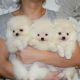 Pomeranian Puppies for sale in Dallas, TX, USA. price: $650