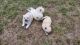 Pomeranian Puppies for sale in Dale, TX 78616, USA. price: NA