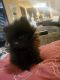 Pomeranian Puppies for sale in 3388 W 93rd Ave, Westminster, CO 80031, USA. price: NA